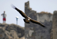 Vulture watching