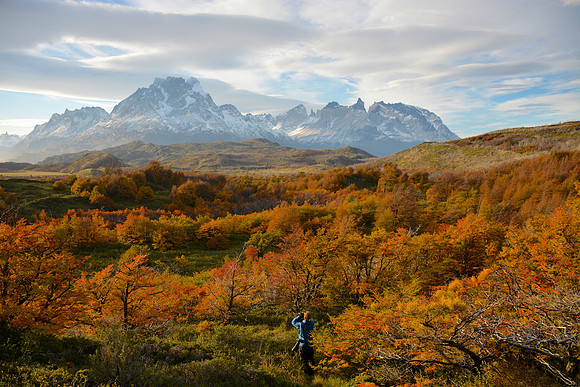 Autumn Gold / Torres del Paine Massif