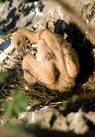 Vulture chick preening