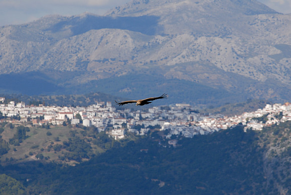High Above Gaucin