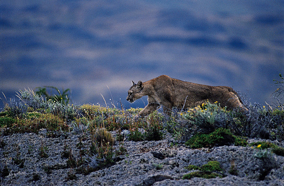 Wild Patagonian Puma at dusk