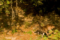 Juvenile Male Spanish Ibex running through forest