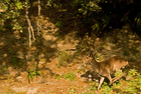 Juvenile Male Spanish Ibex running through forest