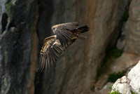Eurasian Griffon Vulture leaving nest