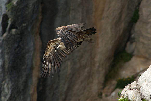 Eurasian Griffon Vulture leaving nest