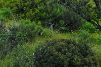 Iberian Lynx ( Lynx pardel ) sitting in spring flower covered  valley floor at dusk.
