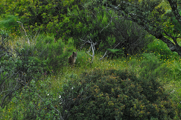 Iberian Lynx ( Lynx pardel ) sitting in spring flower covered  valley floor at dusk.