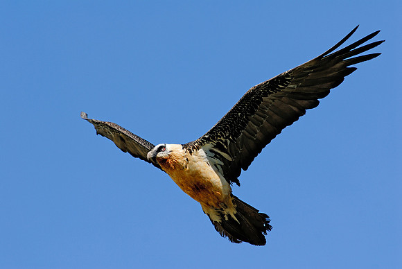 Bearded Vulture in flight.