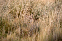 Lunch in the high dry grass