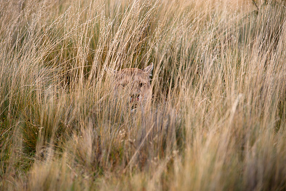 Lunch in the high dry grass