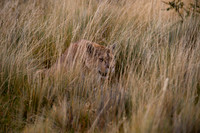 Mammals