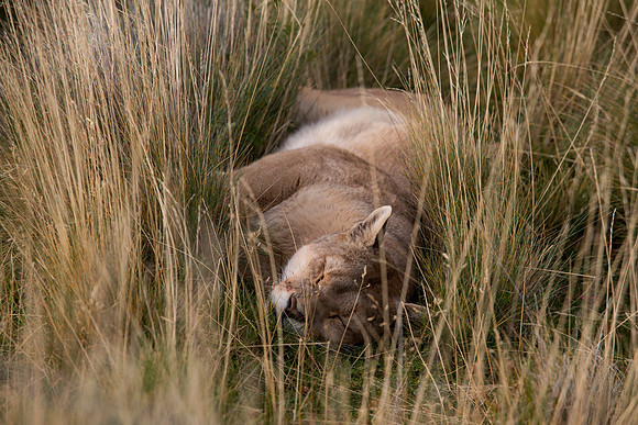 Happy Puma