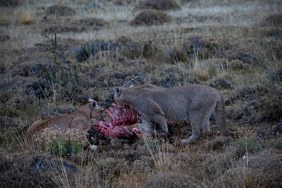 Breakfast for two