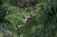 Hide and Seek