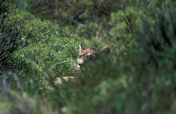 Hide and Seek