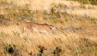 Blending In