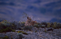 Patagonian Puma at dusk