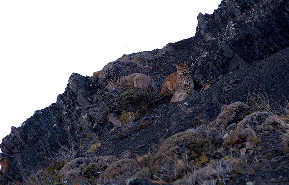 Mountain Lion cubs huddled