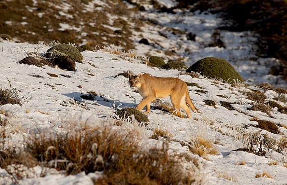 On the prowl