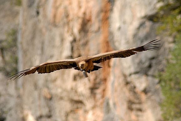 The decorated Griffon