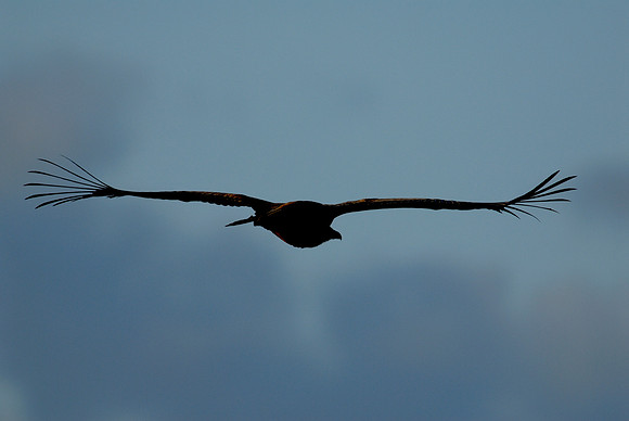 Soaring Silhouette