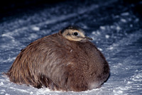 Lesser Rhea chick, or Darwin's Rhea sitting curled up and blocking my night drive to look for Pumas.