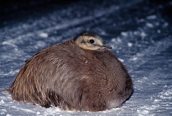 Lesser Rhea chick, or Darwin's Rhea sitting curled up and blocking my night drive to look for Pumas.