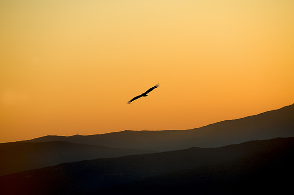 Eurasian Griffon Vulture soaring