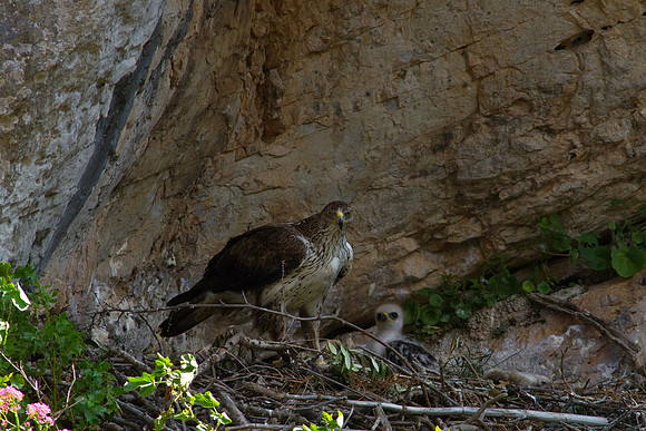 Nesting Bonelli's Eagle