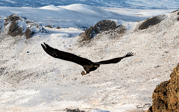 Soaring Leviathan
