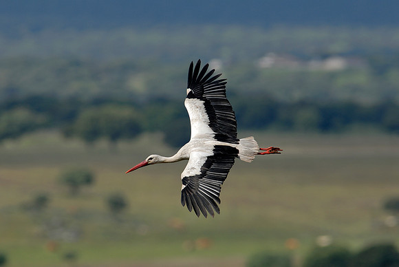 White Stork soaring