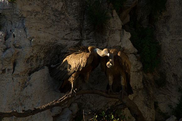 Breeding pair of Eurasian Griffon Vultures