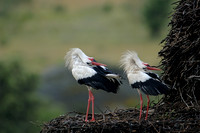 White Storks displaying