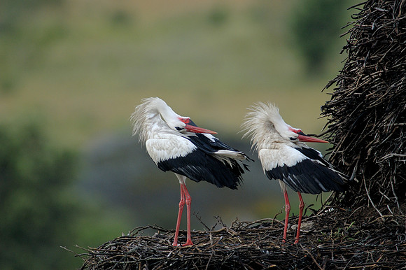 White Storks displaying